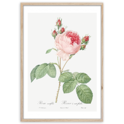 Постер Styler OB13805 FP018 Розовая роза 50x70 см